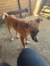 LUDOVIC, Hund, Mischlingshund in Rumänien - Bild 5