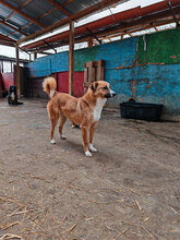 LUDOVIC, Hund, Mischlingshund in Rumänien - Bild 6