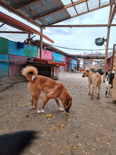 LUDOVIC, Hund, Mischlingshund in Rumänien - Bild 7