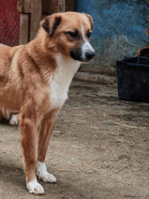 LUDOVIC, Hund, Mischlingshund in Rumänien - Bild 8