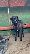 HENNE, Hund, Mischlingshund in Rumänien - Bild 2