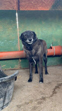 HENNE, Hund, Mischlingshund in Rumänien - Bild 4
