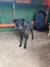 HENNE, Hund, Mischlingshund in Rumänien - Bild 6