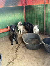 HENNE, Hund, Mischlingshund in Rumänien - Bild 7