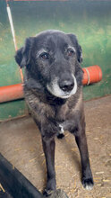 HENNE, Hund, Mischlingshund in Rumänien - Bild 9