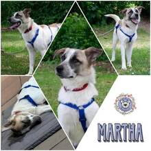 MARTHA, Hund, Mischlingshund in Hagen - Bild 1