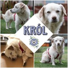 KROL, Hund, Mischlingshund in Neuberg - Bild 1