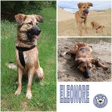 ELEONORE, Hund, Mischlingshund in Manching - Bild 1