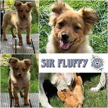 SIR FLUFFY, Hund, Mischlingshund in Weiden - Bild 1