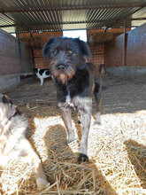 MIMI, Hund, Mischlingshund in Rumänien - Bild 1