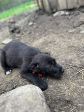 MIMI, Hund, Mischlingshund in Rumänien - Bild 10