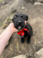 MIMI, Hund, Mischlingshund in Rumänien - Bild 11