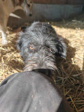 MIMI, Hund, Mischlingshund in Rumänien - Bild 2