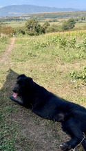 MIMI, Hund, Mischlingshund in Rumänien - Bild 3