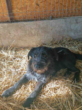 MIMI, Hund, Mischlingshund in Rumänien - Bild 4