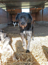 MIMI, Hund, Mischlingshund in Rumänien - Bild 5