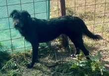 MIMI, Hund, Mischlingshund in Rumänien - Bild 6
