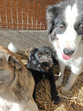 MIMI, Hund, Mischlingshund in Rumänien - Bild 7