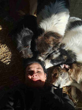 MIMI, Hund, Mischlingshund in Rumänien - Bild 8