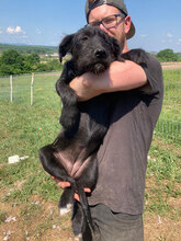 MIMI, Hund, Mischlingshund in Rumänien - Bild 9