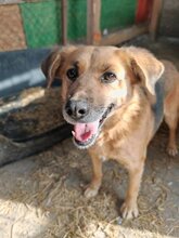 ESTRELLA, Hund, Mischlingshund in Rumänien - Bild 1