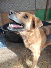 ESTRELLA, Hund, Mischlingshund in Rumänien - Bild 2