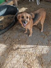 ESTRELLA, Hund, Mischlingshund in Rumänien - Bild 3
