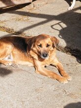 ESTRELLA, Hund, Mischlingshund in Rumänien - Bild 4