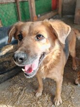 ESTRELLA, Hund, Mischlingshund in Rumänien - Bild 5