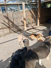 ESTRELLA, Hund, Mischlingshund in Rumänien - Bild 7