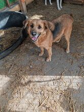ESTRELLA, Hund, Mischlingshund in Rumänien - Bild 8