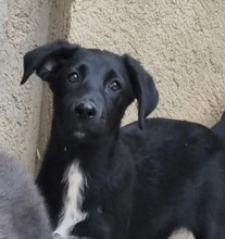 ROMI, Hund, Labrador-Mix in Italien - Bild 1