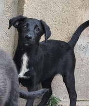 ROMI, Hund, Labrador-Mix in Italien - Bild 2