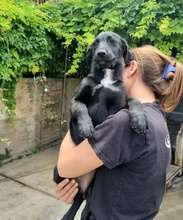 ROMI, Hund, Labrador-Mix in Italien - Bild 3