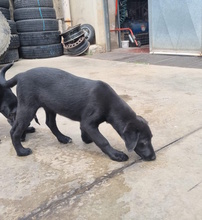 ROMI, Hund, Labrador-Mix in Italien - Bild 4