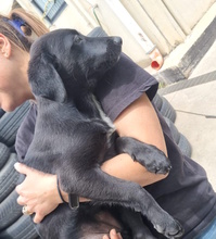 ROMI, Hund, Labrador-Mix in Italien - Bild 5