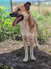 SUNSHINE, Hund, Mischlingshund in Rumänien - Bild 1