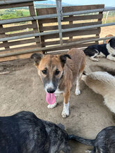 SUNSHINE, Hund, Mischlingshund in Rumänien - Bild 10