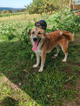 SUNSHINE, Hund, Mischlingshund in Rumänien - Bild 2