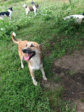 SUNSHINE, Hund, Mischlingshund in Rumänien - Bild 4