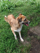 SUNSHINE, Hund, Mischlingshund in Rumänien - Bild 5
