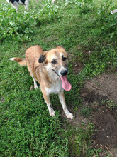 SUNSHINE, Hund, Mischlingshund in Rumänien - Bild 7