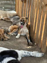 SUNSHINE, Hund, Mischlingshund in Rumänien - Bild 9
