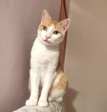 CUCCIOLINA, Katze, Europäisch Kurzhaar in Italien - Bild 1