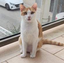 CUCCIOLINA, Katze, Europäisch Kurzhaar in Italien - Bild 2