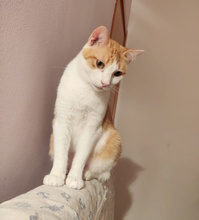 CUCCIOLINA, Katze, Europäisch Kurzhaar in Italien - Bild 3