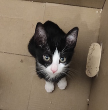 SUSI, Katze, Europäisch Kurzhaar in Italien - Bild 1