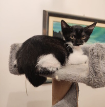 MOONA, Katze, Europäisch Kurzhaar in Italien - Bild 1
