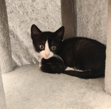 MELLY, Katze, Europäisch Kurzhaar in Italien - Bild 1