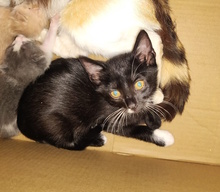 MOZART, Katze, Europäisch Kurzhaar in Italien - Bild 1